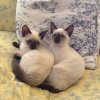 Myrtle and Rosie